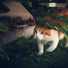 ‪Understanding the natural behaviours of cats | Towcester Vets‬‏