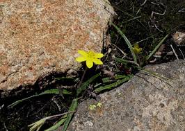 Image result for Hypoxis sp. A (as per FZ 12-3)