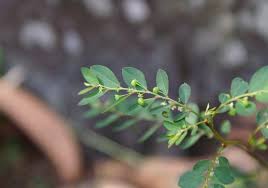 Image result for Phyllanthus tenellus