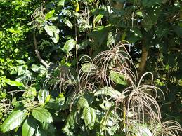 Image result for Triplaris americana