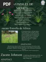 Image result for Schizochilus sulphureus