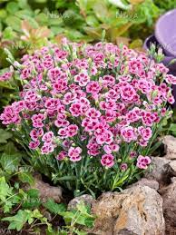 To create a dense plant blanketed in blooms, pinch once after it is well rooted; Dianthus Pink Kisses Media Database Plants Pink Pink Roses