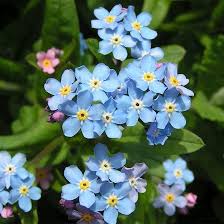 Faceted, smooth or raw sacred to many cultures, turquoise is prized for its intense colors that vary greatly from the softest of sky blues to the most mossy of greens, all depending on the quantities of iron and copper found in it. 25 Most Beautiful Blue Flowers