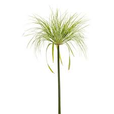 Image result for Cyperus sp. no. 1