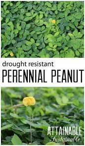 Perennial Peanut Grass Has A Lot Going For Itself It S A Great Lawn Replacement That S Drought Tolerant And Perennials Backyard Vegetable Gardens Ground Cover