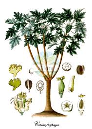 Image result for Caricaceae