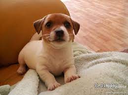Brindle, white, tri, cinnamon and a black. Pin On Furbaby Stuff