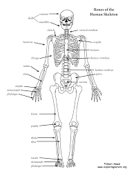Zygote body is a free online 3d anatomy atlas. An Introduction To The Skeletal System