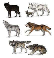 In this tutorial, we learn how to draw a wolf with basic guidelines. Sketchbook Original How To Draw Wolves Monika Zagrobelna