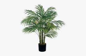 People in the tropics are used almost all parts of the tree. House Plant Png 3 Areca Silk Palm Tree Transparent Png 431x454 Free Download On Nicepng
