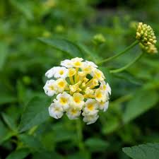 Image result for Lantana