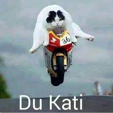 Pin By Beth Nesbitt On Beths Cat Pictures Cat Power Facebook Humor Cat Love