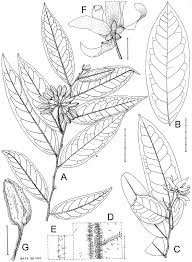 Image result for Huberantha