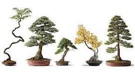 David DeGroot - Bring your own tree workshop