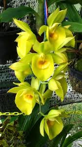 Sapone a forma di fiore fragranza limone. 78 Idee Su Orchidee Gialle Orchidea Fiori Fiori Orchidea