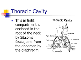 It is incomplet diaphragm derived from the endothoracic fascia that extends over superior aperture of thorax. Thoracic Surgery Ppt Download