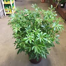 Put chameleon plant in the ground any time from spring all the way to late fall. Chameleon Cage Plants Chameleon Academy