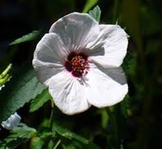 Image result for Pavonia rogersii