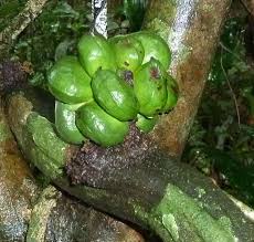 Image result for Triclisia