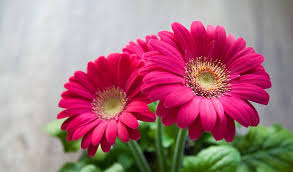 Un suolo troppo bagnato o. Fiori Tipo Margherite