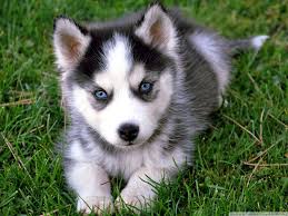 Want to see more posts tagged #husky puppies? Husky Puppy Wallpapers Wallpaper Cave