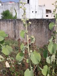 Image result for Abutilon hirtum