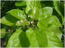 Image result for Carpodiptera africana