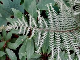 Image result for Athyrium newtonii