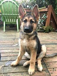 Gsd Puppy Gsd Puppies Puppies German Shepherd Puppies