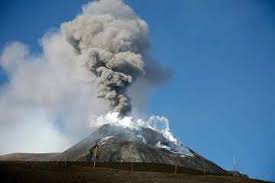 Image result for Isoglossa vulcanicola