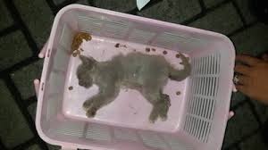 Lagi cari pet friendly hotel di bandung? Search Change Org