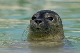 Seal 11