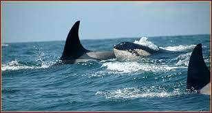 119 sw highway 101, depoe bay, or 97341. Best Whale Watching Depoe Bay Oregon Tradewinds Charters