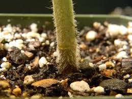Image result for tomato seedling damping off