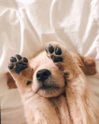 16 Cute Dogs Pics Instagram Cute Baby Animals Cute Funny Animals Cute Animals