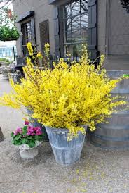 Potted Forsythia Sunny Forsythia Bush Spring Planter Porch Flowers Garden Pots
