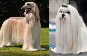 Some long haired dogs have very thick coats made up of two layers: Long Haired Dogs Small Big Medium White Black Breeds List Pictures Petaddon