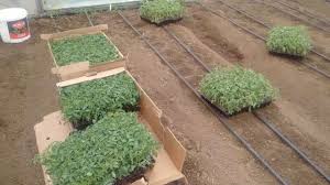 Domates Fidesi Dikimi Ve Yapilmasi Gerekenler Youtube Bitki Domatesler Bahce