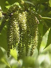 Image result for Carya illinoinensis