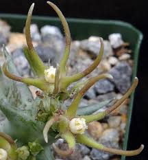 Image result for Orbea knobelii