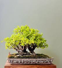 Image result for Celtis africana