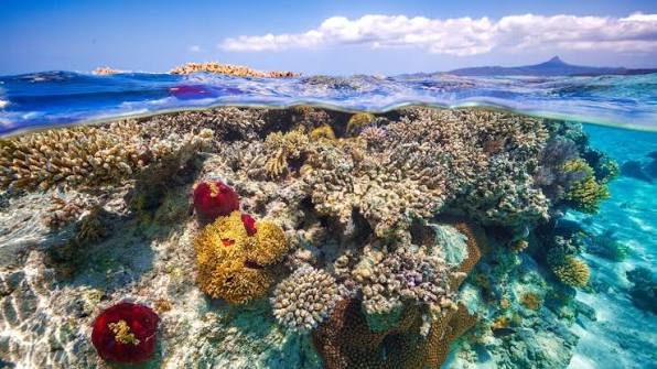 Coral Underwater Sea Tropical Islands Coast HD Ocean Wallpapers | HD Wallpapers | ID #79026