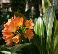 Image result for Clivia miniata