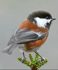 Birds Of Western North Carolina Book Chestnut Backed Chickadee Poecile Rufescens A Tiny Songbird Of Western North America Photo Janine Russell Birds Little Birds Bird Species