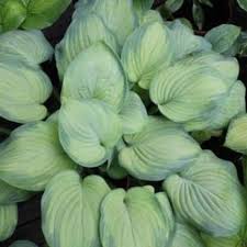 Image result for Hypolepis sparsisora