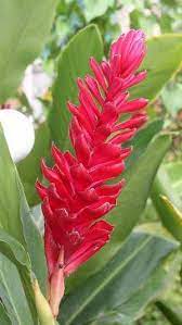 Red Gingers Alpinia Purpurata Alpinia Purpurata Red Ginger Also Called Ostrich Plume And Pink Cone Ginger Are Na Ginger Flower Ginger Plant Showy Flowers