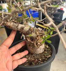 Image result for Pachycarpus goetzei