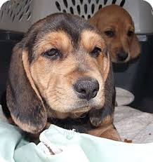 We practice moving their muzzle up and down, opening their mouth, and holding them on their backs in the air. Basset Hounds Puppies For Sale In Ohio Petswall