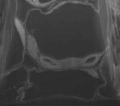 Ppm™ plant preservative mixture ordering information. Researchers Apply Fib Sem Technology To 3 D Plant Cell Architecture Imaging