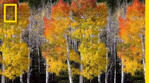 This Tree Is Large Enough To Span 80 Football Fields National Geographic Youtube